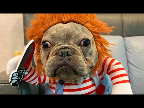 Chucky Doll Dog Costume featured on Inside Edition Halloween costume from they made me wear it