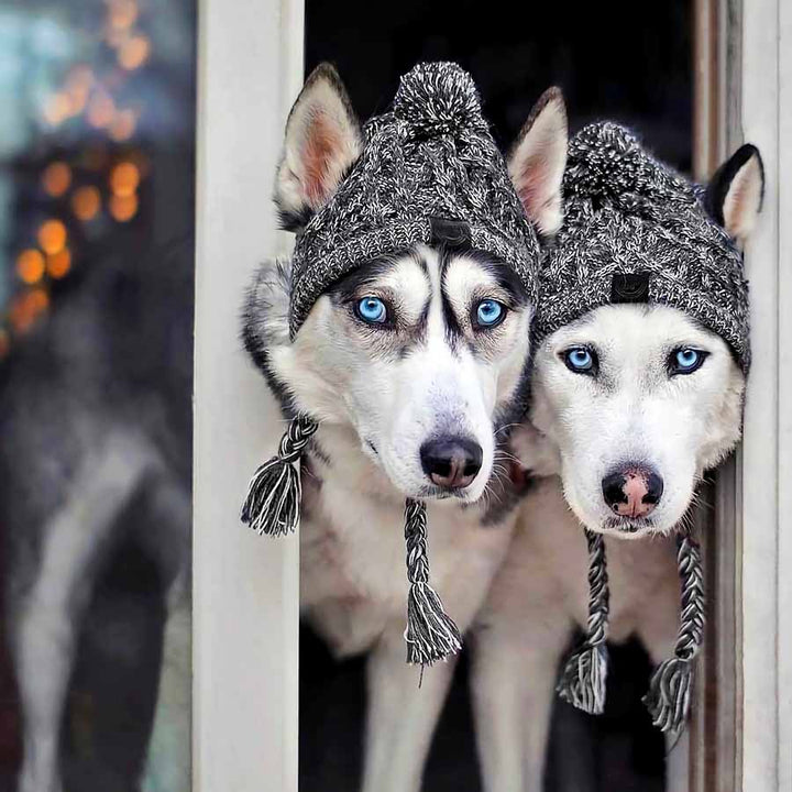 Huskies wearing Graphite Warm Me Up Dog Beanie from online dog clothing store they made me wear it.