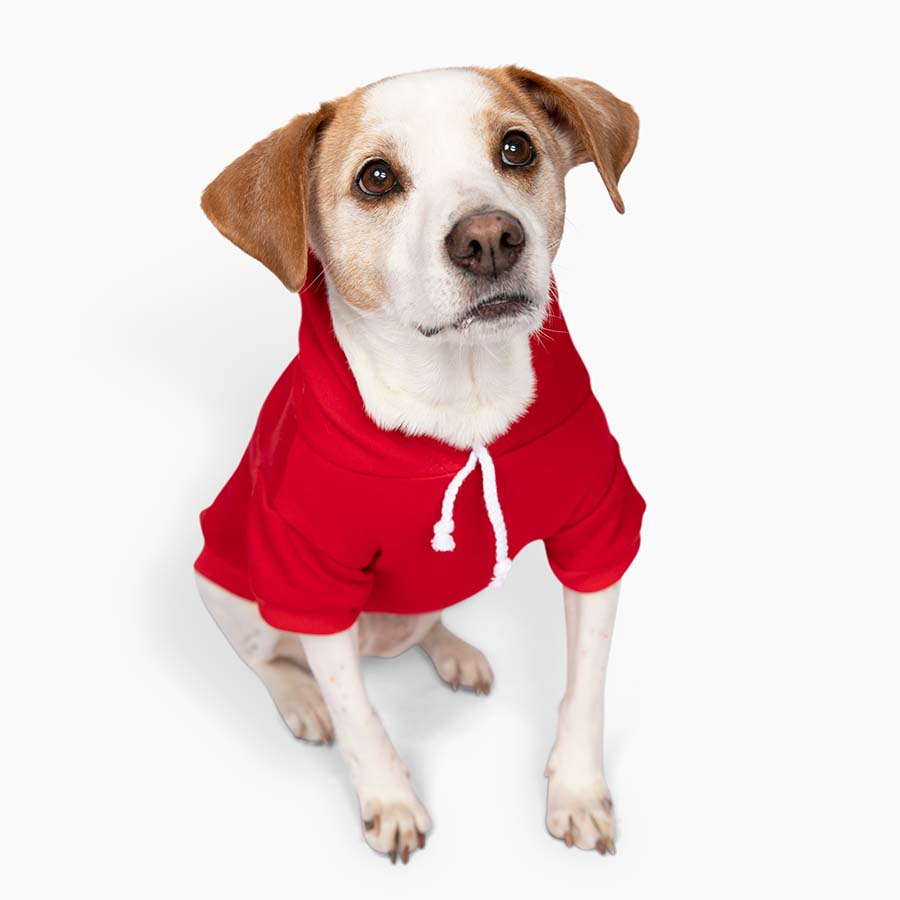 https://theymademewear.it/cdn/shop/products/jack-russell-rat-terrier-sitting-down-wearing-carmine-dog-hoodie-they-made-me-wear-it_c2c3228b-9489-4b89-aaba-8671f9cd3afc_1800x1800.jpg?v=1693435375