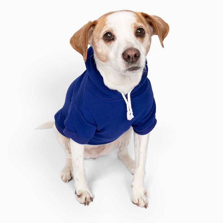 Jack Russell / Rat Terrier sitting down wearing Royal Blue Hungry I Am Feed Me You Must Dog Hoodie inspired by Yoda from Star Wars from online dog clothing store they made me wear it.