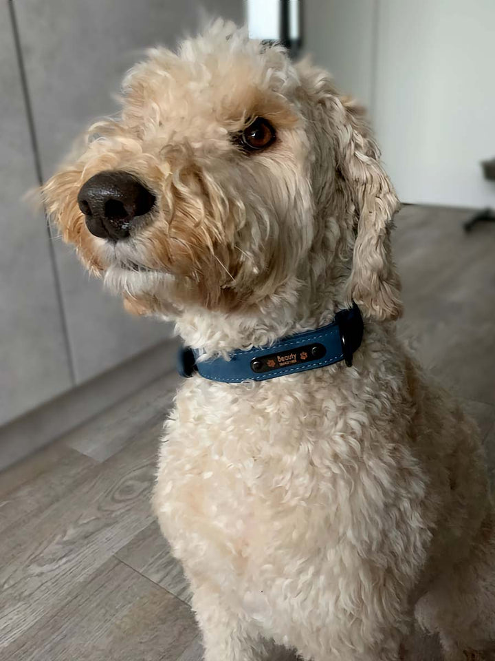 Labradoodle wearing the Personalized Leather Dog Collar in Steel Blue from online dog clothing store they made me wear it. Customize the collar with your dog's name and contact number.