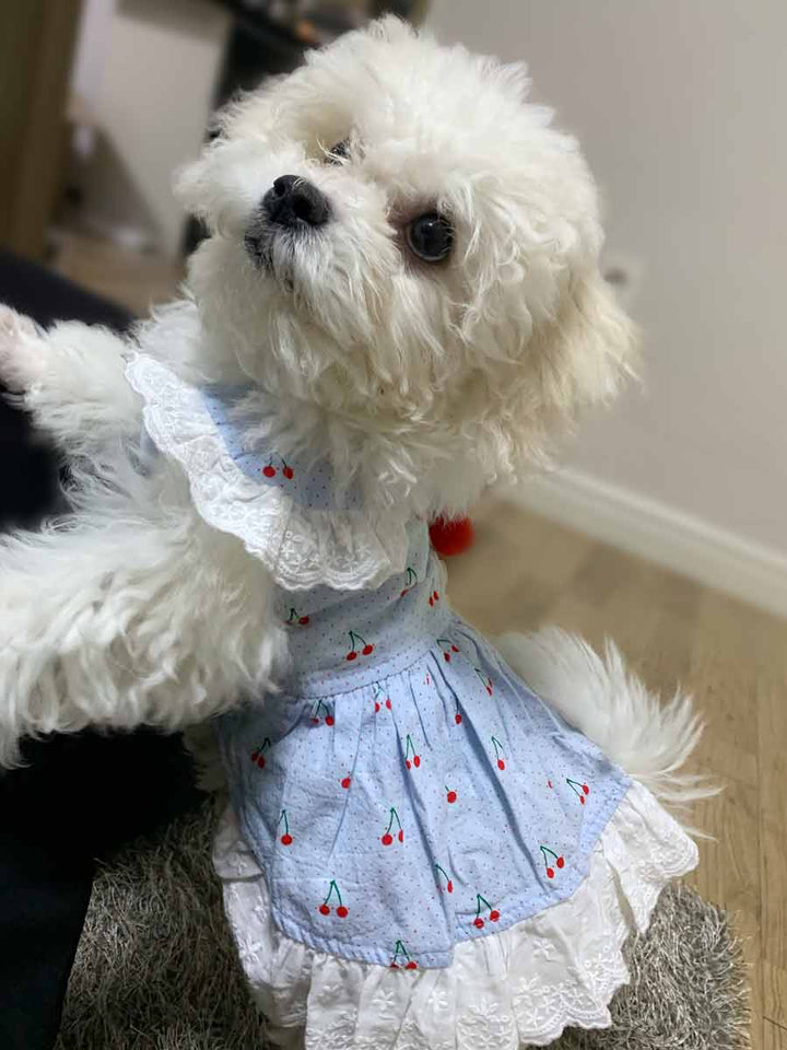 Adorable Maltese wearing the Blue Cherry Print Dog Dress from online posh puppy boutique they made me wear it.