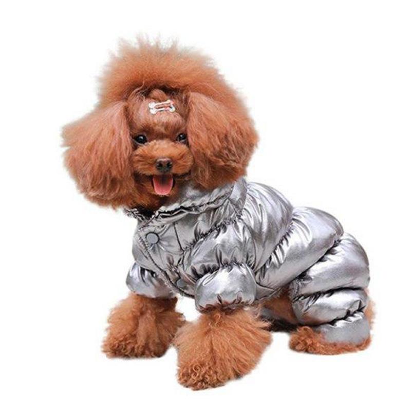 Poodle wearing Metallic Silver Bubble Dog Jacket from online dog clothing store they made me wear it.