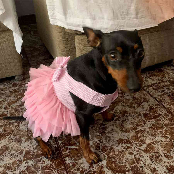 Miniature Pinscher wearing beautiful Princess Tulle Lace Dog Dress available in Cotton Candy from online dog clothing store they made me wear it.