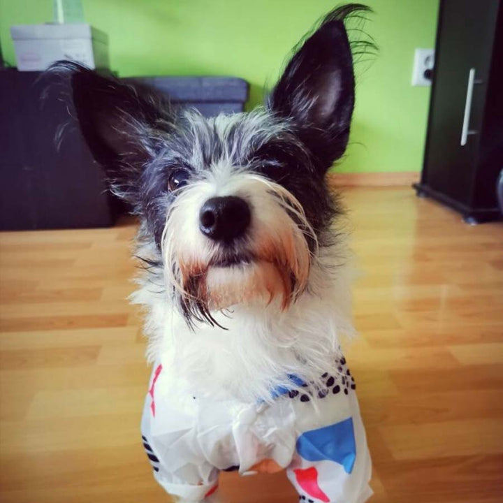 Adorable Miniature Schnauzer and Papillon mix standing up, staring at the camera, wearing the Sun Protection Dog Jacket with Geometric Design. Available from online dog store they made me wear it.