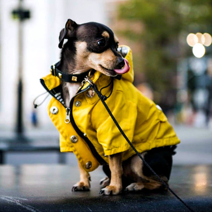 Small dog sitting down on busy street, wearing the adorable Nautical Dog Raincoat from online dog clothing storey they made me wear it.