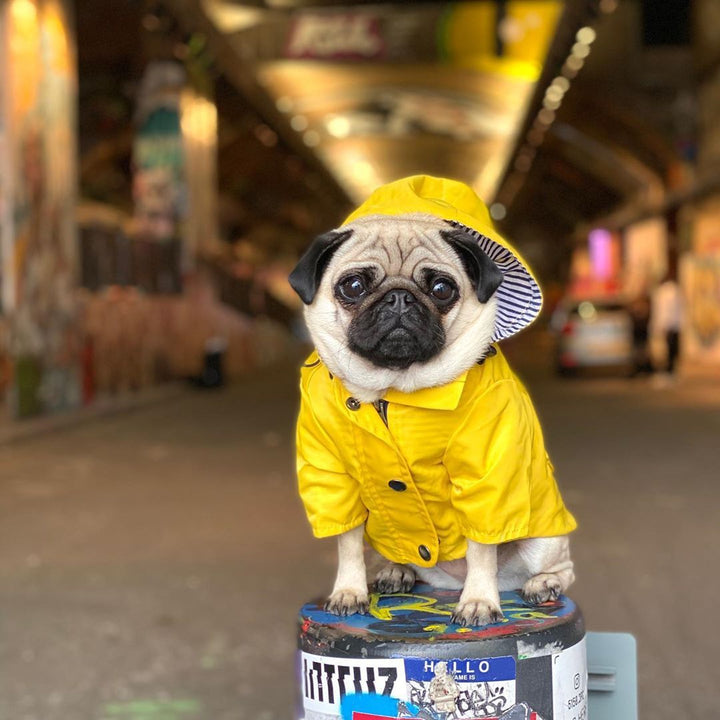 Nautical Dog Raincoat