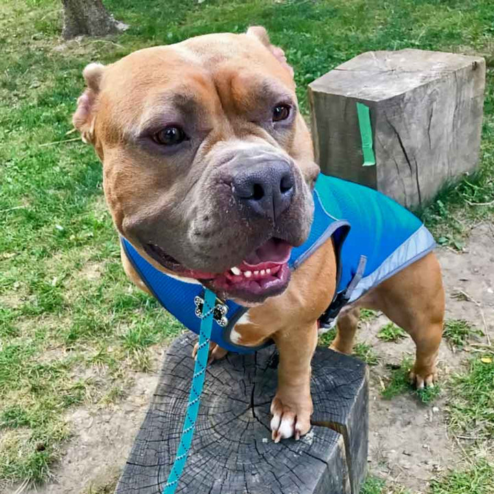 Pitbull standing on a tree trunk, with tongue handing out, wearing the Ocean Blue Dog Cooling Vest from online dog clothing store they made me wear it.