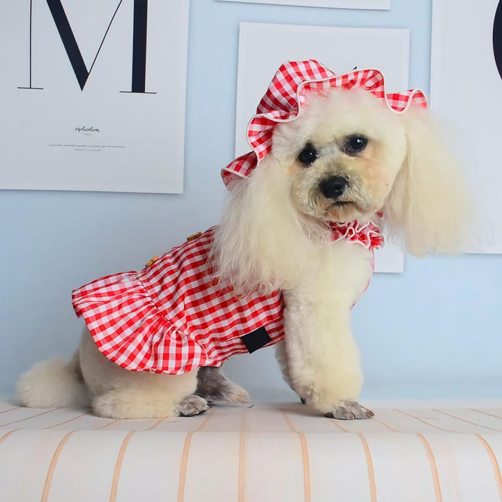 Poodle wearing the Cherry Sweet Gingham Dog Dress with matching bonnet  from online posh puppy boutique they made me wear it.