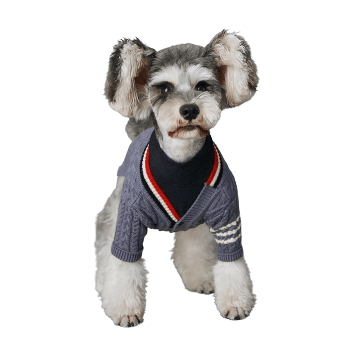 Papillon Maltese Mix wearing the Preppy Cable-Knit Dog Cardigan in Charcoal from online dog clothing store they made me wear it.