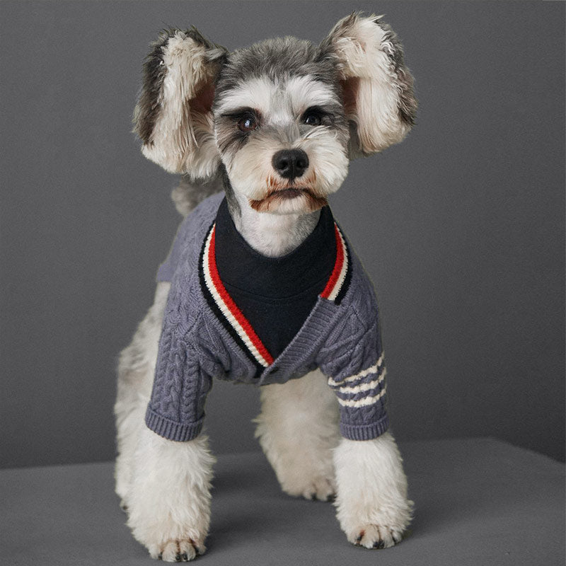 Papillon Maltese Mix wearing the Preppy Cable-Knit Dog Cardigan in Charcoal from online dog clothing store they made me wear it.