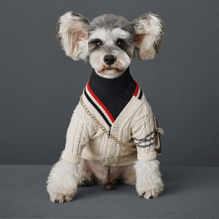 Papillon Maltese Mix wearing the Preppy Cable-Knit Dog Cardigan in Cream from online dog clothing store they made me wear it.
