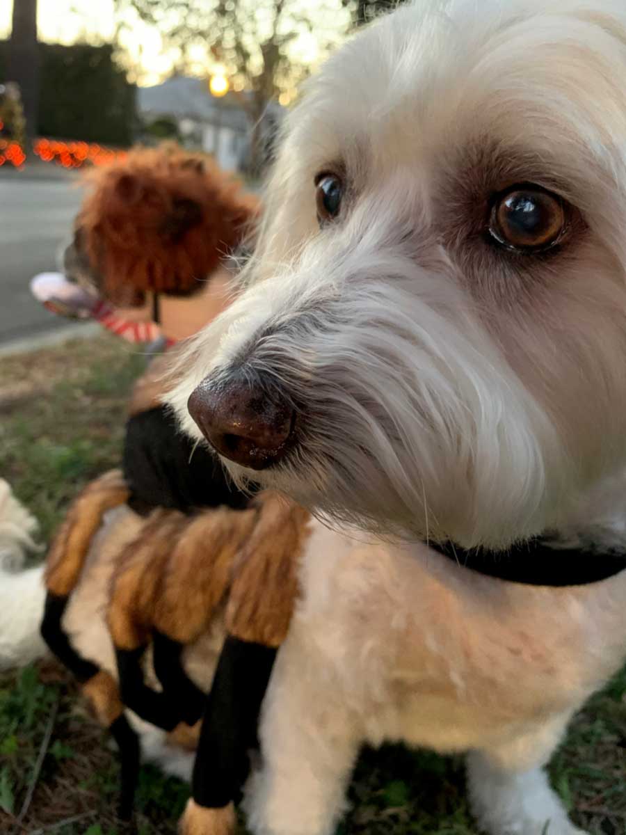 Bichon Frise, Maltese and Havanese mix, named Willow with Pretty Brow eyes, wearing scary Tarantula Spider Halloween Dog Costume from online dog costume shop they made me wear it.