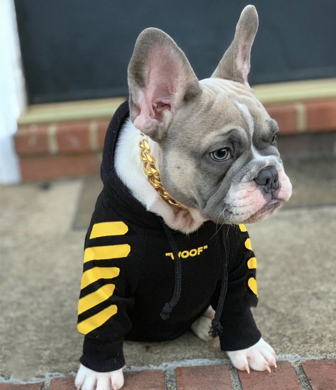 French Bulldog wearing a Black Woof Dog Hoodie from online dog clothing store they made me wear it.