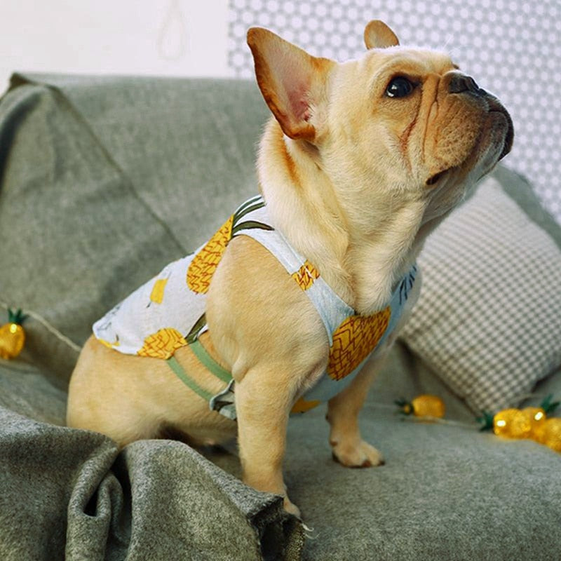 A Guide to Summer Tank Tops for Dogs.