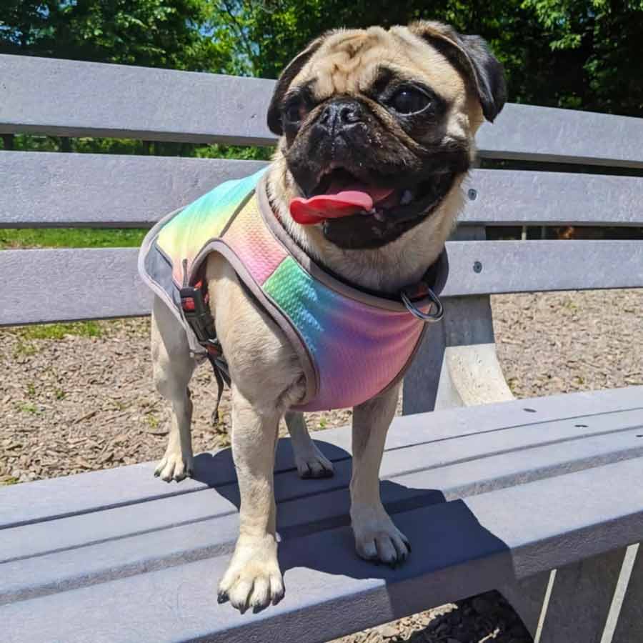 Pug standing up on a bench, sticking his tongue out, wearing the Iridescent Gray Dog Cooling Vest from online dog clothing store they made me wear it.