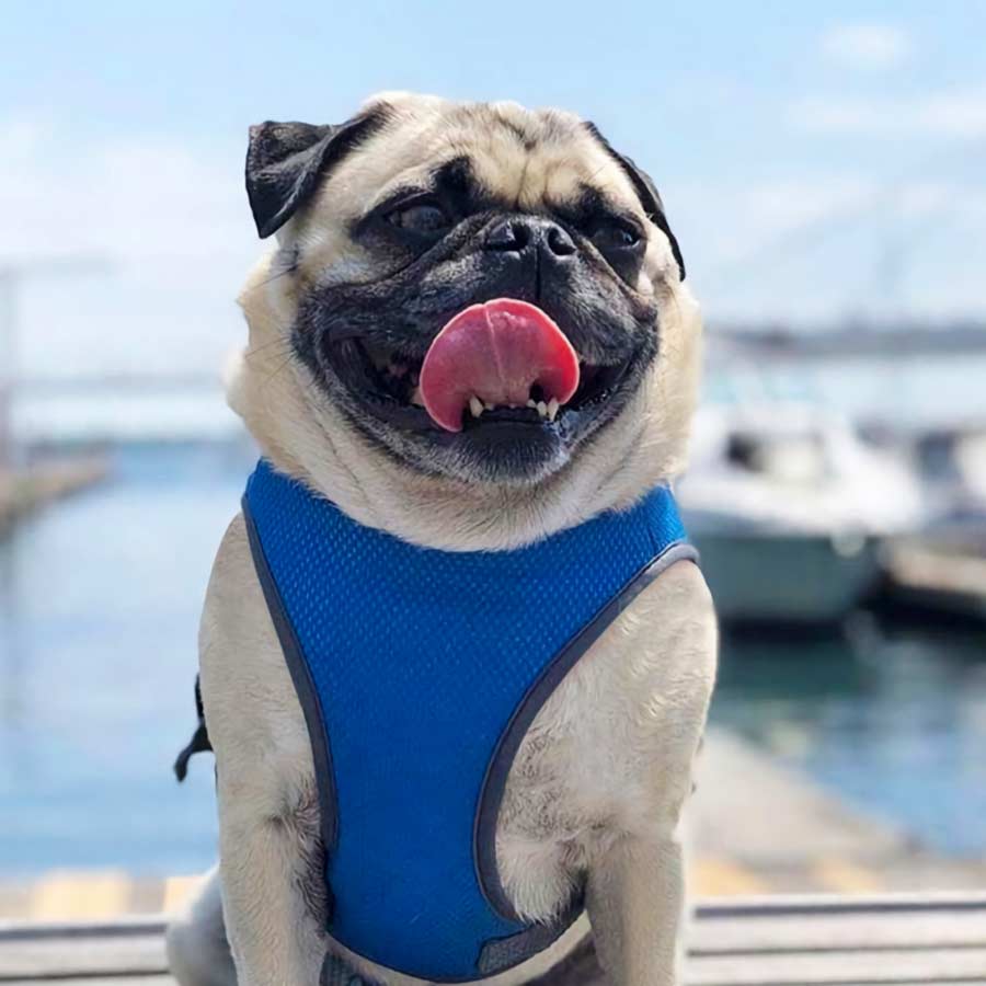 Happy pug on the pier, with his tongue sticking out, wearing the Ocean Blue Dog Cooling Vest from online dog clothing store they made me wear it.