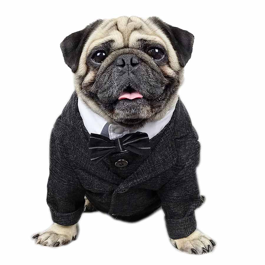 Pug wearing the Plaid Suit Jacket and Vest in Charcoal with Crisp White Shirt and Matching Bow Tie from online posh puppy boutique they made me wear it.