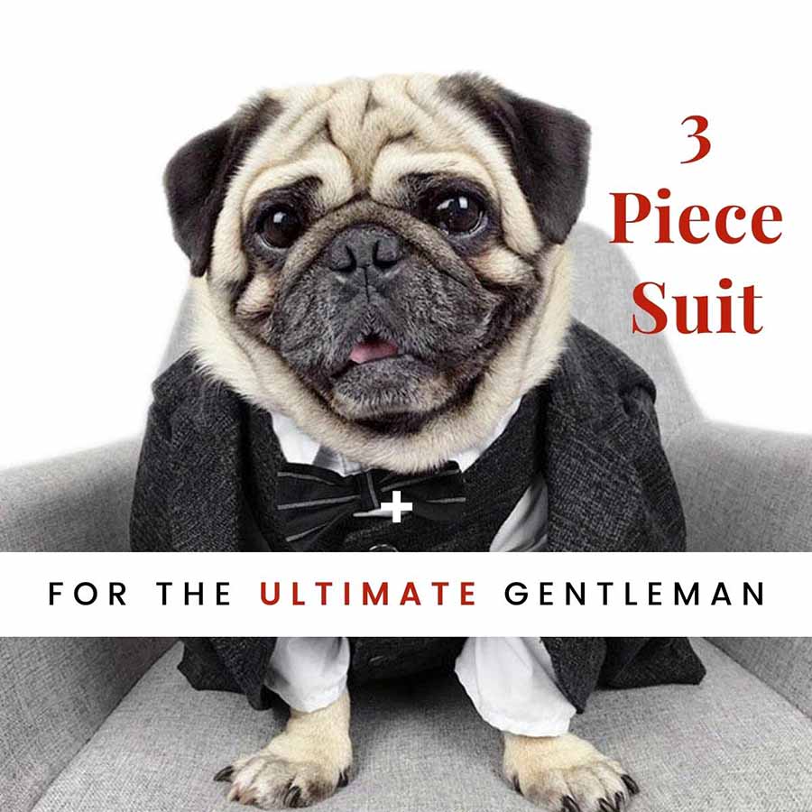 Pug wearing the Plaid Suit Jacket and Vest in Charcoal with Crisp White Shirt and Matching Bow Tie. Make your pup The Ultimate Gentleman when buying the entire 3-piece dog suit from online posh puppy boutique they made me wear it.
