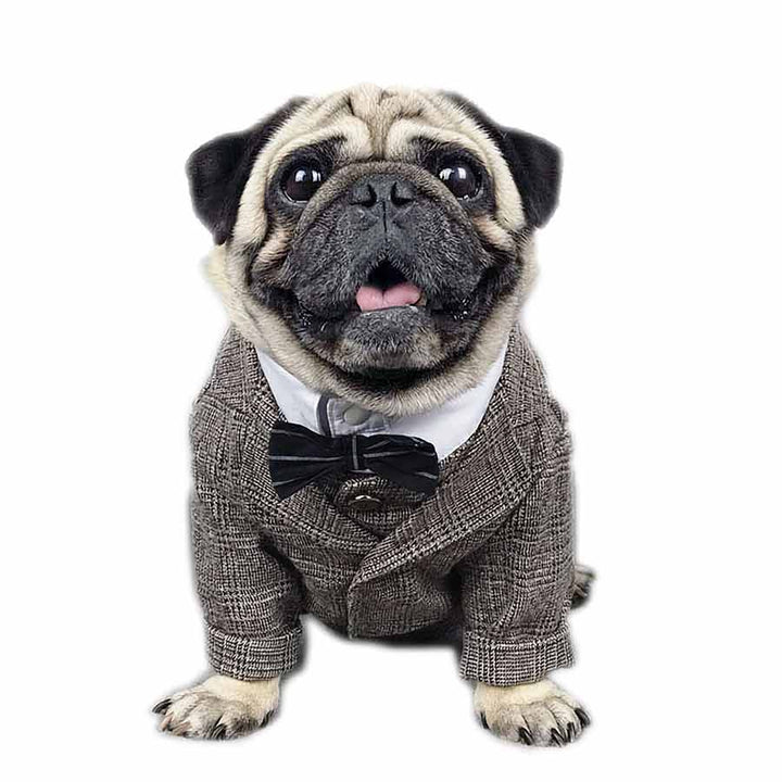Pug wearing the Plaid Suit Jacket and Vest in Khaki with Crisp White Shirt and Matching Bow Tie from online posh puppy boutique they made me wear it.