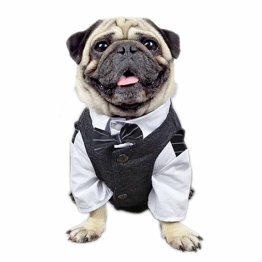 Pug wearing Plaid Suit Vest in Charcoal with Crisp White Shirt and Matching Bow Tie from online posh puppy boutique they made me wear it.