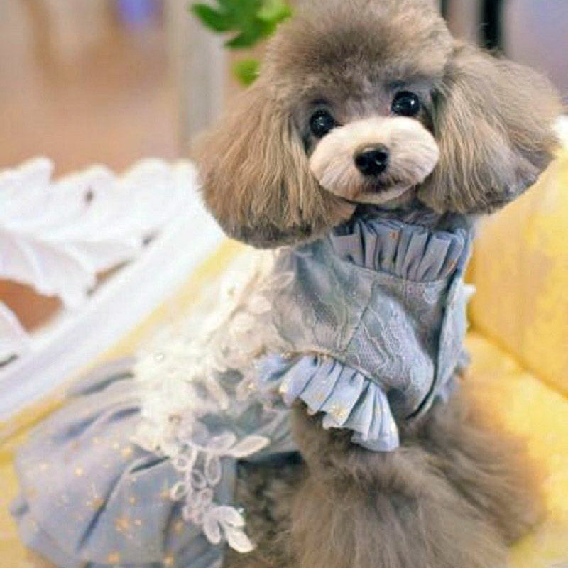 Toy Poodle wearing Vintage Ruffle Collar Designer Dog Dress