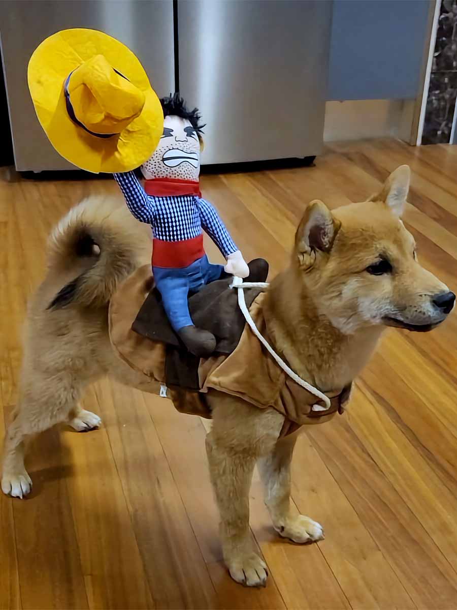 Shiba Inu puppy standing and wearing the Ride’ Em Cowboy Dog Costume from online dog costume shop they made me wear it.