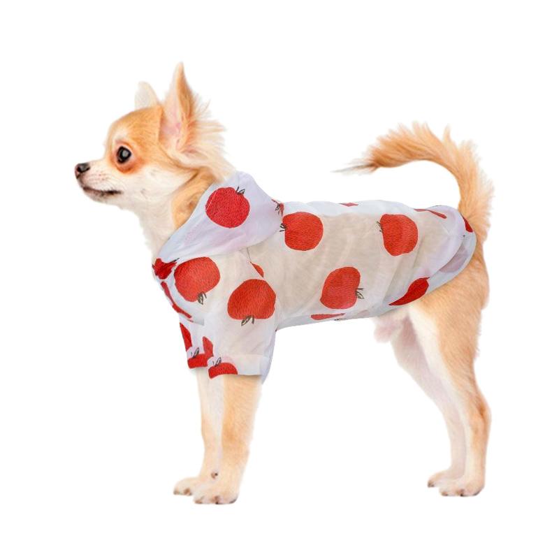 Chihuahua wearing the Sun Protection Dog Jacket with Apple Print design to protect from sunburn and the harsh rays of the sun. Available from online dog store they made me wear it.