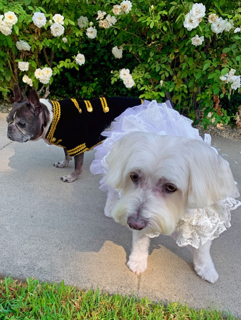 Vintage Elizabethan Dog Wedding Dress