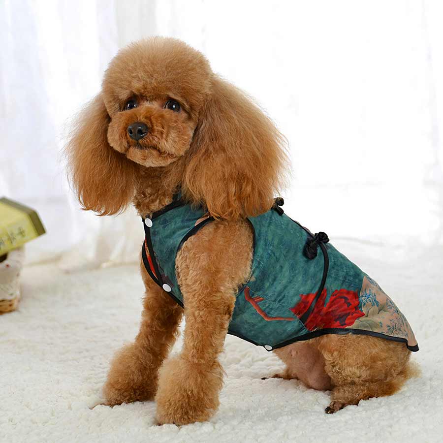 Toy Poodle wearing the Jade Traditional Qipao Chinese Cheongsam Dog Dress, side view, from online posh puppy boutique they made me wear it. The perfect dog dress or traditional costume for a Toy Poodle, Yorkshire Terrier, Chihuahua, Havanese and other small dog breeds.