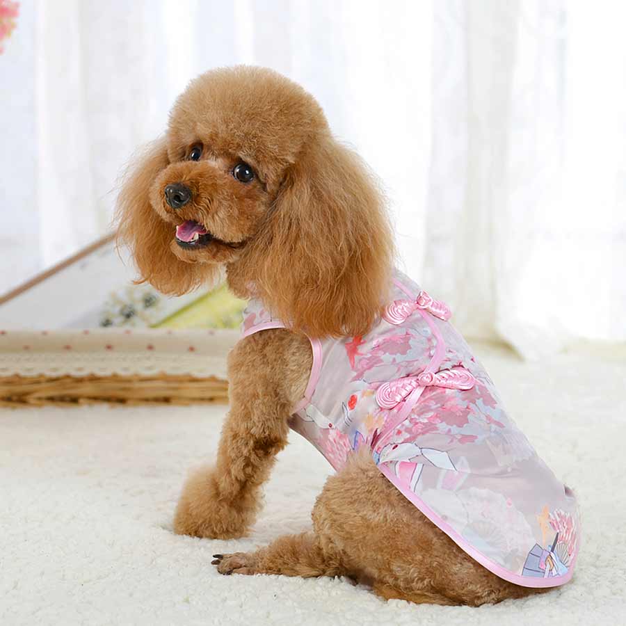 Toy Poodle smiling and wearing the Orchid Traditional Qipao Chinese Cheongsam Dog Dress, side view, from online posh puppy boutique they made me wear it. The perfect dog dress or traditional costume for a Toy Poodle, Yorkshire Terrier, Chihuahua, Havanese and other small dog breeds.