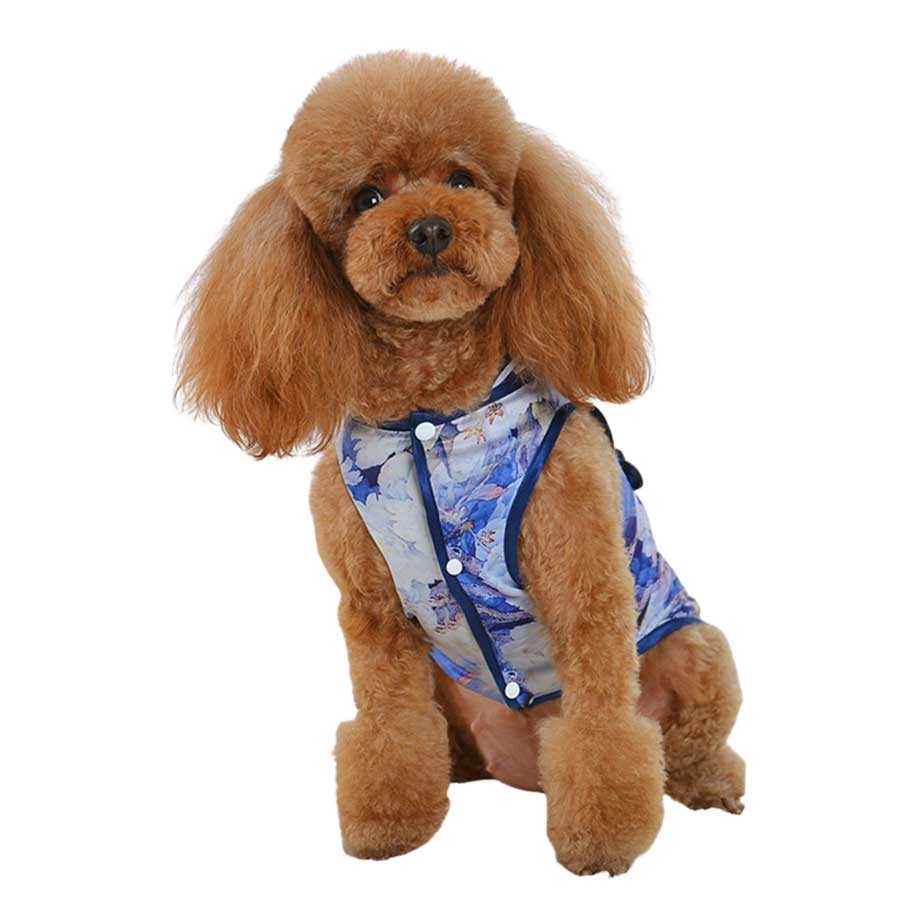 Toy Poodle wearing the Sapphire Traditional Qipao Chinese Cheongsam Dog Dress, front view, from online posh puppy boutique they made me wear it. 