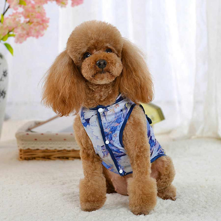 Toy Poodle wearing the Sapphire Traditional Qipao Chinese Cheongsam Dog Dress, front view, from online posh puppy boutique they made me wear it. The perfect dog dress or traditional costume for a Toy Poodle, Yorkshire Terrier, Chihuahua, Havanese and other small dog breeds.