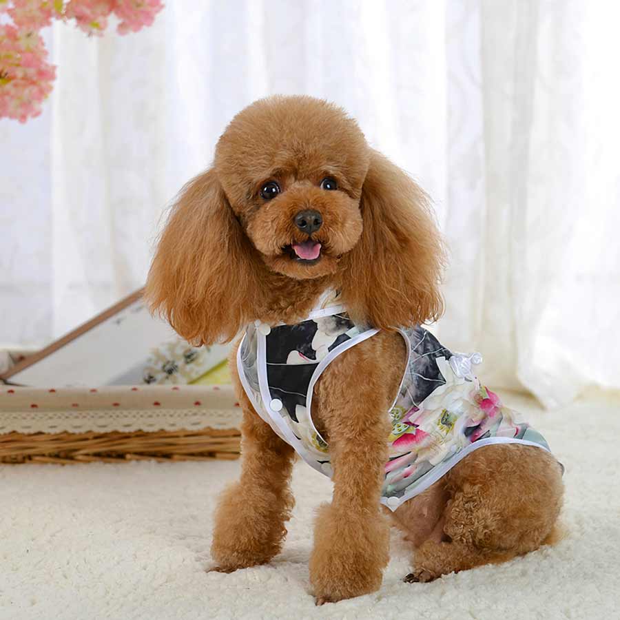 Toy Poodle smiling and wearing the Slate Traditional Qipao Chinese Cheongsam Dog Dress, front view, from online posh puppy boutique they made me wear it. The perfect dog dress or traditional costume for a Toy Poodle, Yorkshire Terrier, Chihuahua, Havanese and other small dog breeds.