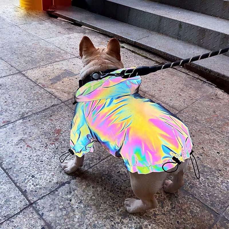 French Bulldog standing up, wearing the adorable and trendy Reflective Dog Rain Jacket from online dog clothing store they made me wear it.