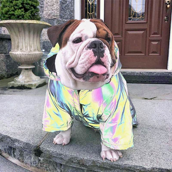 English Bulldog sitting down, wearing the adorable and trendy Reflective Dog Rain Jacket from online dog clothing store they made me wear it.
