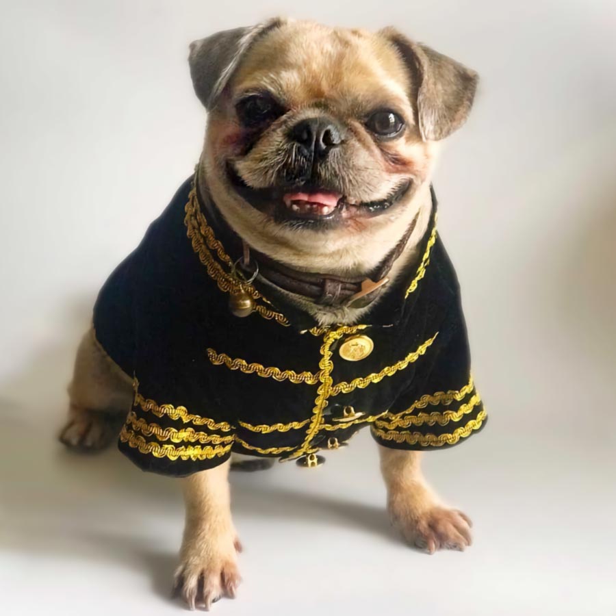 Black & Gold Velvet Dog Tuxedo
