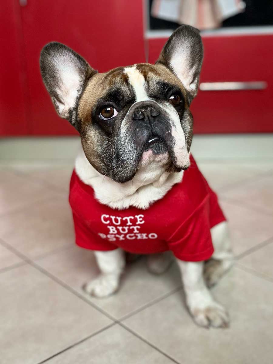 White and Brown French Bulldog wearing the Cute But Psycho Dog T-shirt in Crimson from online dog clothing store they made me wear it.