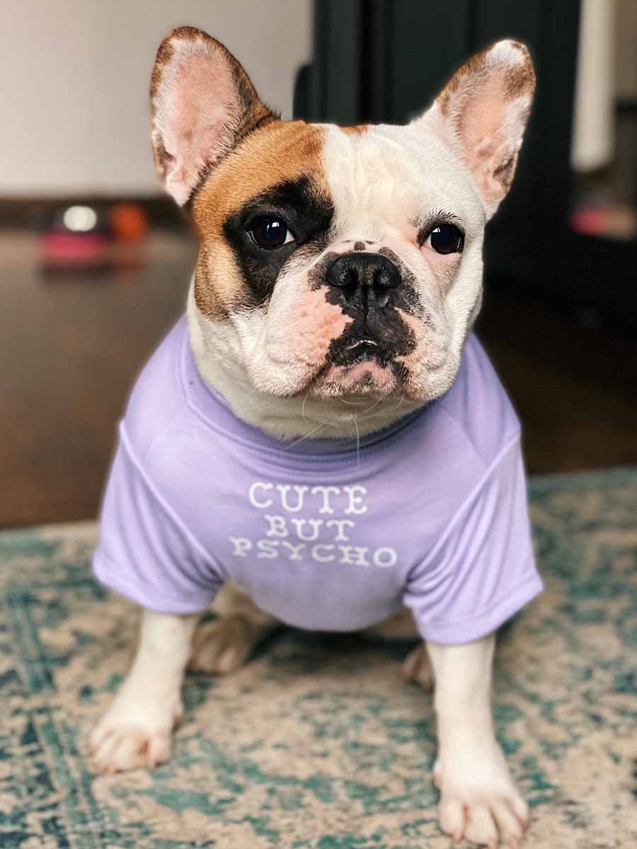 Frenchie dog outlet clothing