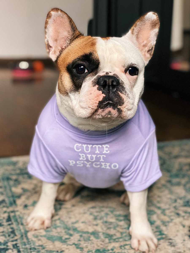 Cream French Bulldog wearing the Cute But Psycho Dog T-shirt in Lilac from online dog clothing store they made me wear it.