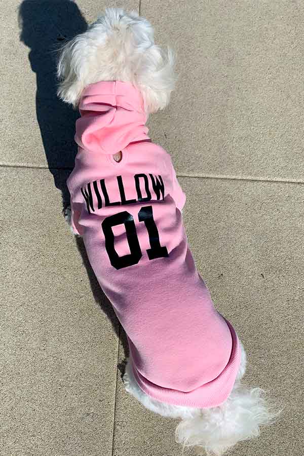Willow, a Bichon Frise, Maltese & Havanese mix, standing up and showing off the top of her personalized dog hoodie. Customize the hoodie with your dog's name from online dog clothing store they made me wear it.