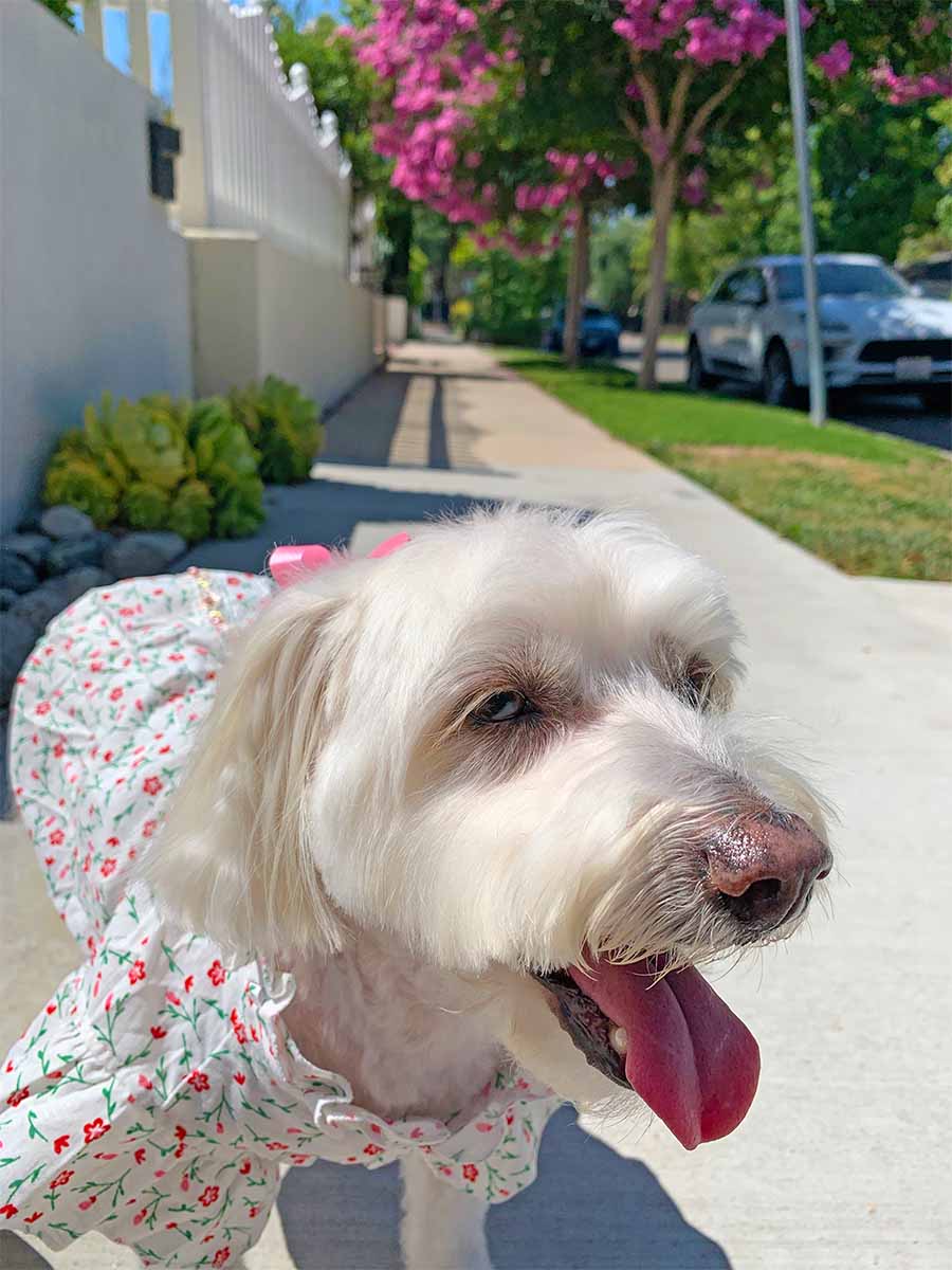 Willow, a Bichon Frise, Maltese and Havanese mix close up of her standing with her tongue out, wearing the pretty Pink Daises Dog Blouse with High Ruffled Collar from online posh puppy boutique they made me wear it.