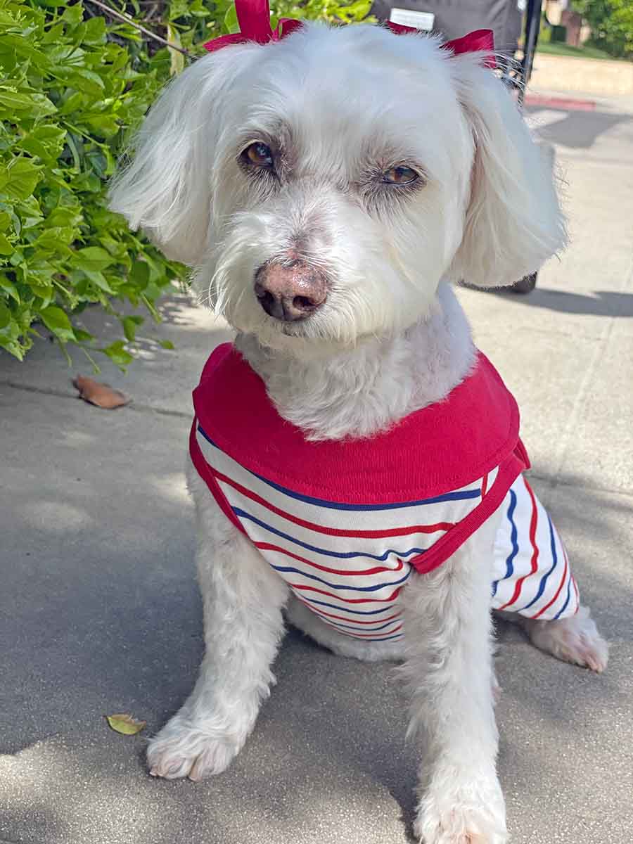 Willow, a Bichon Frise, Maltese and Havanese mix, sitting down, wearing the adorable Sailor Dog Dress from online dog clothing store they made me wear it.