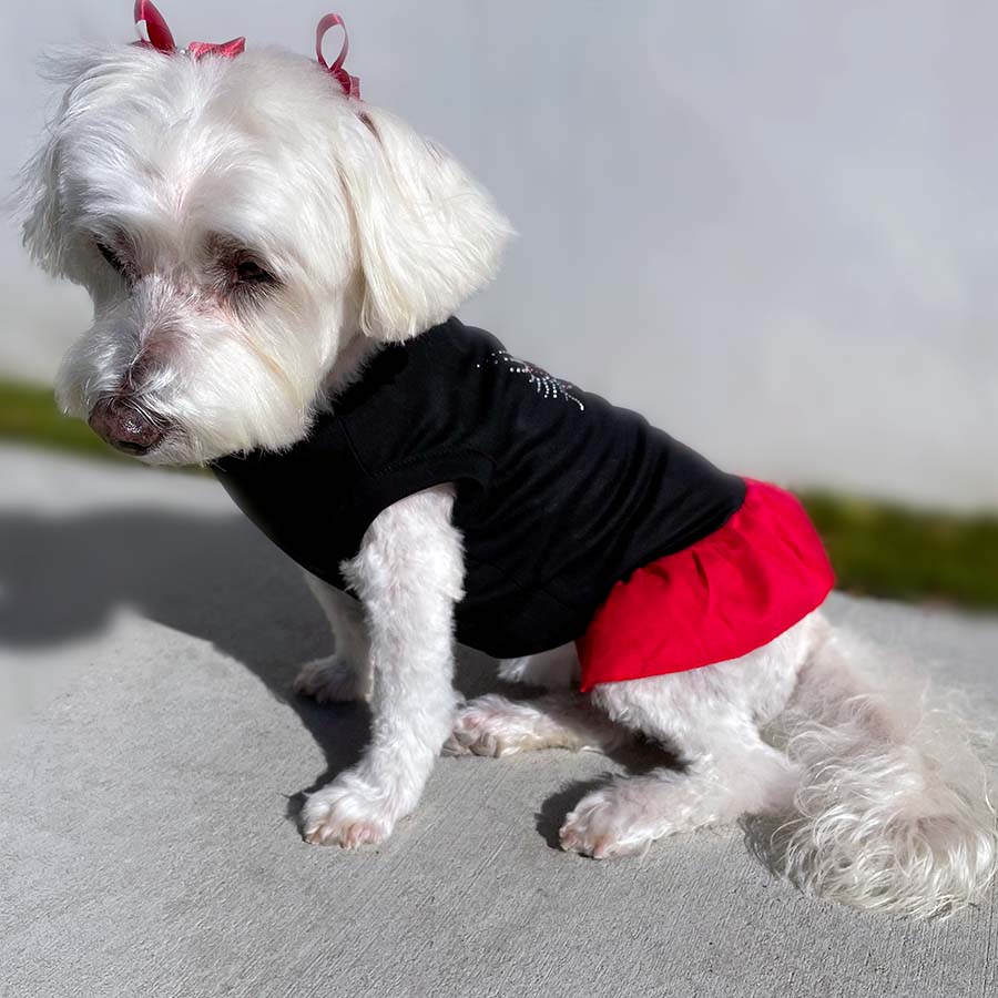 Willow, a Bichon Frise, Maltese and Havanese mix, looking down with her red bows and wearing the adorable Licorice Scarlet Little Angel Dog Dress from online posh puppy boutique they made me wear it.