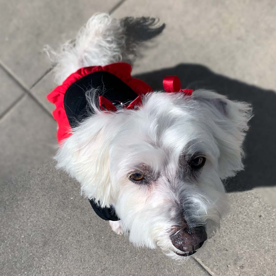 Willow, a Bichon Frise, Maltese and Havanese mix, looking up with her red bows and wearing the adorable Licorice Scarlet Little Angel Dog Dress from online posh puppy boutique they made me wear it.