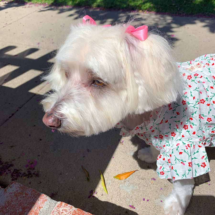 Willow, a Bichon Frise, Maltese and Havanese mix with the prettiest brown eyes, wearing the beautiful Pink Daises Dog Blouse with High Ruffled Collar from online posh puppy boutique they made me wear it.