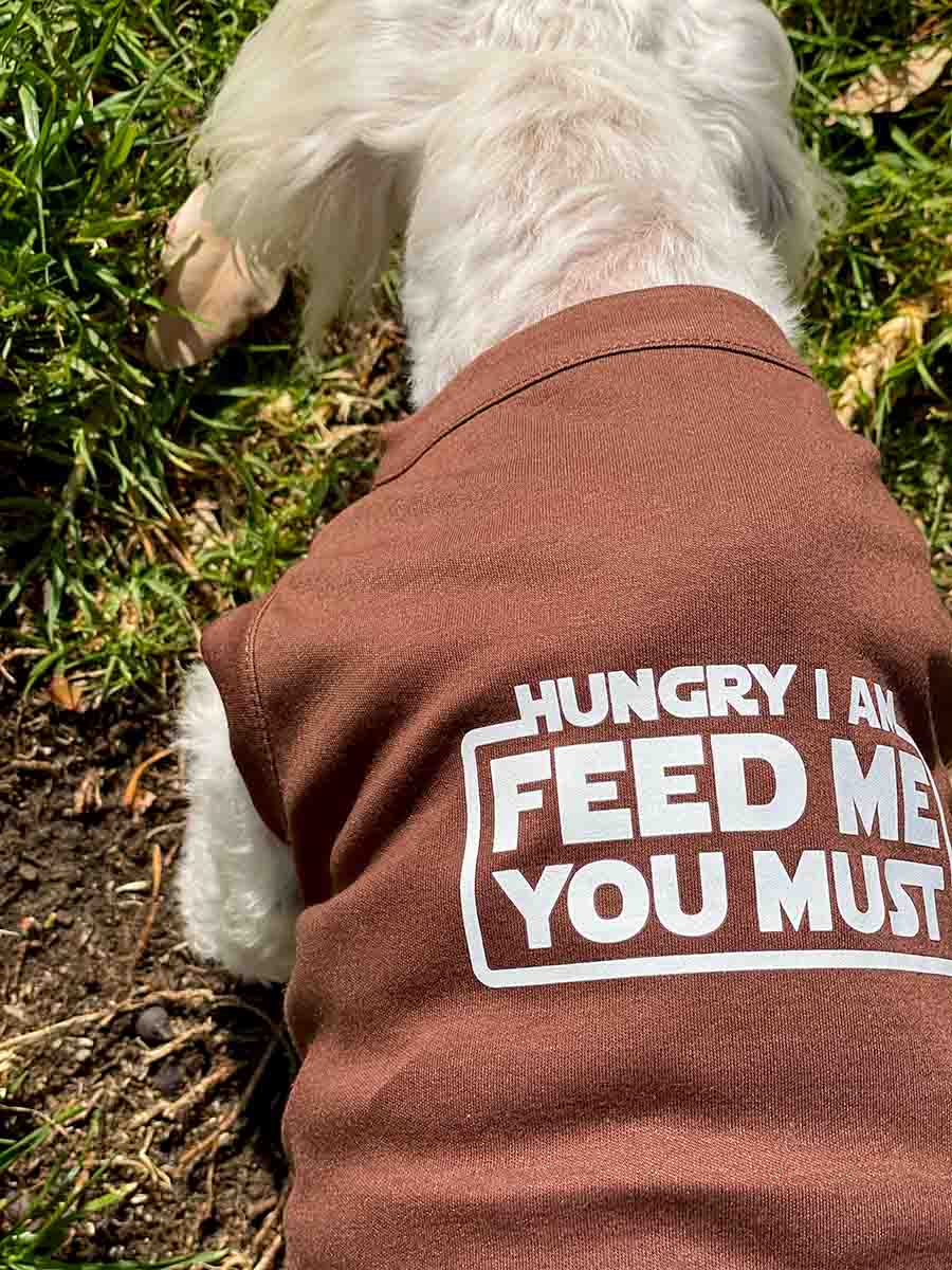 Willow, a Bichon Frise, Maltese and Havanese mix standing and wearing the Hungry I Am Feed Me You Must Mocha Dog Tee from online dog clothing store they made me wear it.