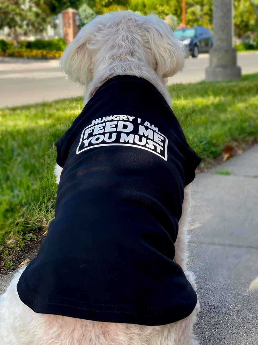 Willow, a Bichon Frise, Maltese and Havanese mix sitting down and wearing the Hungry I Am Feed Me You Must Black Dog Tee from online dog clothing store they made me wear it.