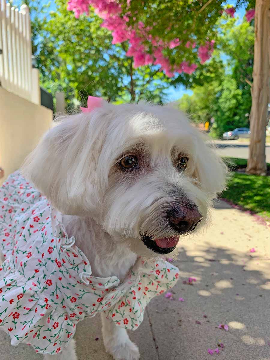 Willow, a Bichon Frise, Maltese and Havanese mix standing, wearing the beautiful Pink Daises Dog Blouse with High Ruffled Collar from online posh puppy boutique they made me wear it.
