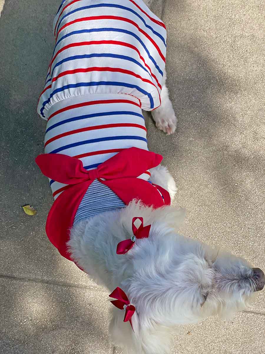 Willow, a Bichon Frise, Maltese and Havanese mix, standing up, showing off the top of the adorable Sailor Dog Dress from online dog clothing store they made me wear it.